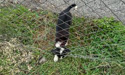 Can dostun yardımına itfaiye yetişti!