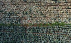 Kışın başrol oyuncusu lahananın hasadına devam ediliyor