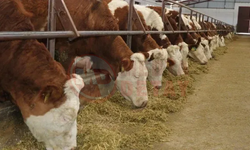 Kocaali’de şap alarmı