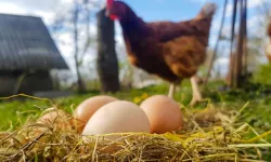 Tavuk eti üretiminde artış yumurtada düşüş!