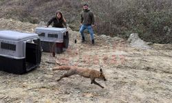 Tedavinin ardından doğaya salındılar