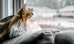 Kış soğuğu can dostlarını tehdit ediyor