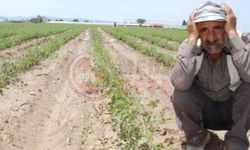 Sakarya’da tarımda şok düşüş!