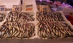 Hamsi tezgahlardaki tahtına yeniden oturdu