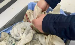 Bu da kaçak sülük operasyonu!