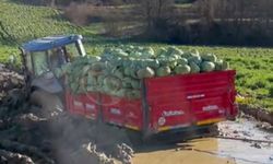Çamura saplanan lahana yüklü römork güçlükle çıkarıldı