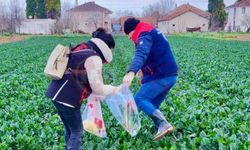Arifiye’de hasat öncesi  pestisit denetimi!
