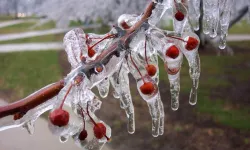 Meyve bahçelerinde don riski için mikro-sprinkler çözümleri öne çıkıyor
