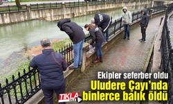 Uludere Çayı'nda binlerce balık öldü