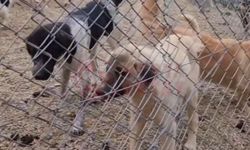 Hayvan barınakları tehlike altında!