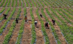 Sakaryalı çiftçiye dev destek