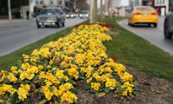 Sakarya bayramı da baharı da rengarenk karşılıyor