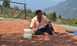 Fındıkta fiyat adaletsizliği  üreticiyi zor durumda bırakıyor