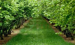 Ferizli’de dev fındık bahçesi mahkemeden satışta