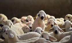 Artan petrol fiyatları hayvancılıkta maliyetleri yükseltecek