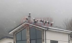 Göç yolculuğundaki leylekler Sakarya'da mola verdi!