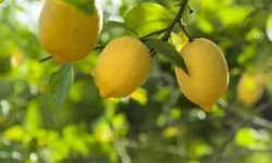 Limonda 'gümrük' yüzde 10'a düşürüldü