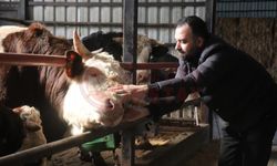 Kurbanlık alışverişinde erken alım hareketliliği