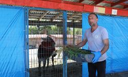 Mahalleye inen eşek ortalığı birbirine kattı