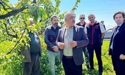 Ayvada kalıntısız üretim hamlesi