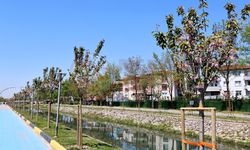 Çiçek açan Sakura ağaçları şehri görsel bir şölene dönüştürdü