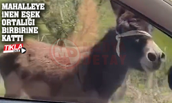 Mahalleye inen eşek ortalığı birbirine kattı