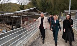 Sokak hayvanları için  modern yaşam alanı yükseliyor