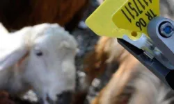 Hayvan sahiplerine aşı ve küpe ücretlerinde önemli ayar...