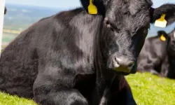 'Kırsalda Bereket'te 9. etap...