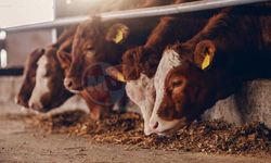 Kurbanlık seçiminde kritik uyarı!