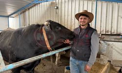 4 yaşındaki dev tosunları gören bir daha bakıyor