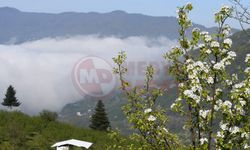 Yaylalara bahar geldi