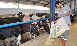 Yem sektöründe ithalat alarmı