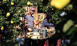Geyve Ayvası ile ilgili süreç devam ediyor