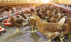 Yaklaşık 2 milyar adet yumurta üretildi