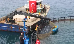 Türk somonu ihracatta rekor yolunda!
