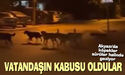 Akyazı'da köpekler sürüler halinde geziyor!