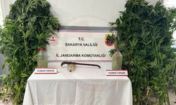 212 kök kenevir ele geçirildi! 3 Tutuklama
