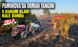 Pamukova'da 5 dönüm alan küle döndü