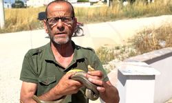 Yılanları çıplak elleriyle yakalıyor!
