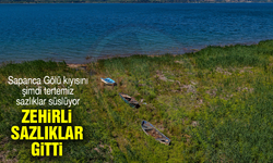 Zehirli sazlıklar gitti!