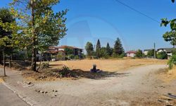 Hendek’te fındık harmanı yasağı!