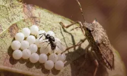 Kahverengi kokarca ile biyolojik mücadelede yeni adım!