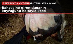 Bahçesine giren dananın kuyruğunu baltayla kesti