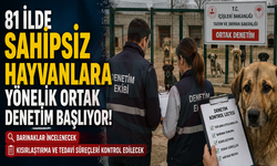 Sahipsiz hayvanlara yönelik 81 ilde denetim yapılacak!