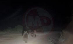 Yayla yolunda doğanın beklenmedik sürprizi