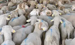 Hayvan varlığı verileri belli oldu!