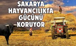 Sakarya hayvancılıkta gücünü koruyor