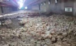 Taşkın'da çok sayıda tavuk telef oldu