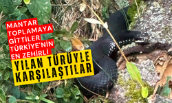 Türkiye'nin en zehirli yılan türüyle karşılaştılar